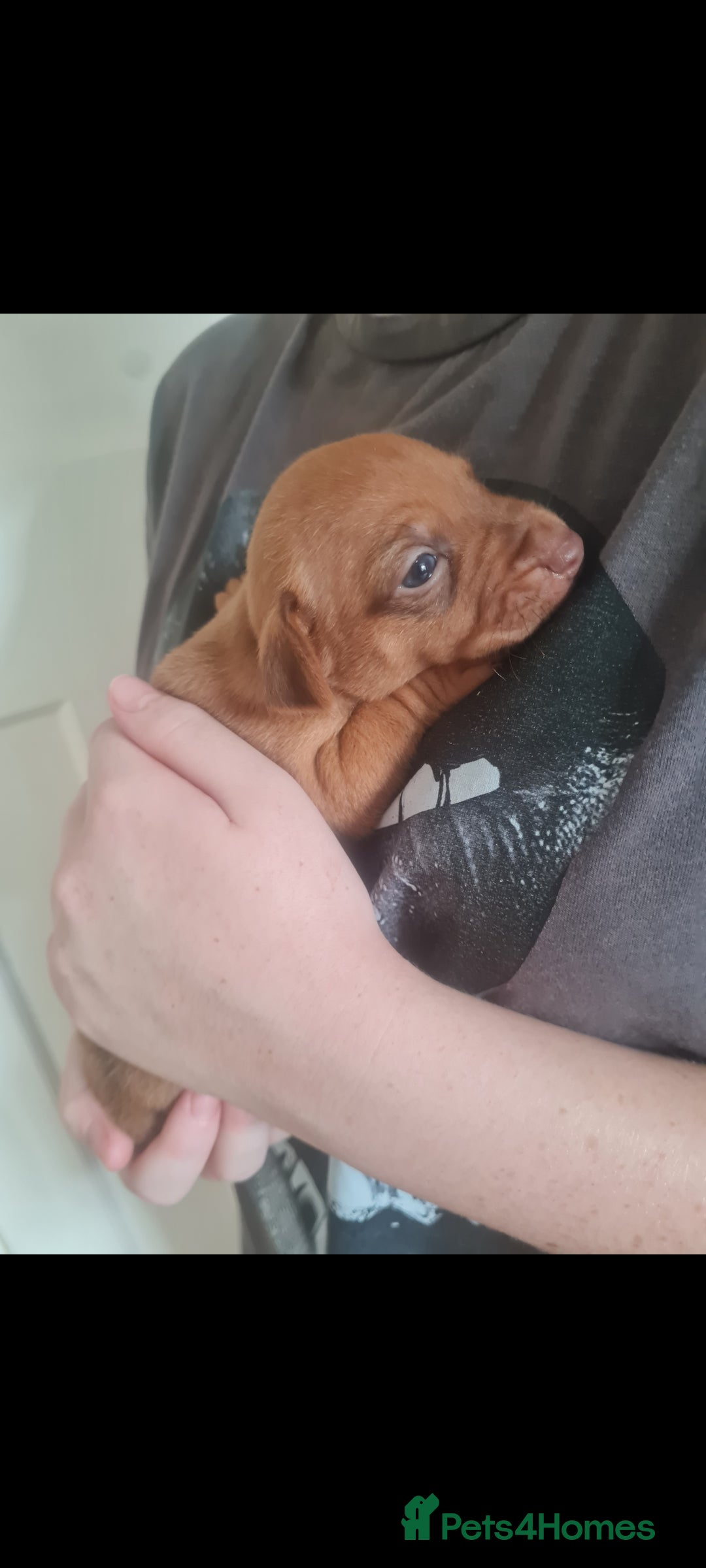 Jack Russell dogs for sale: 9 weeks old Jack Russel puppy's  - Image 8
