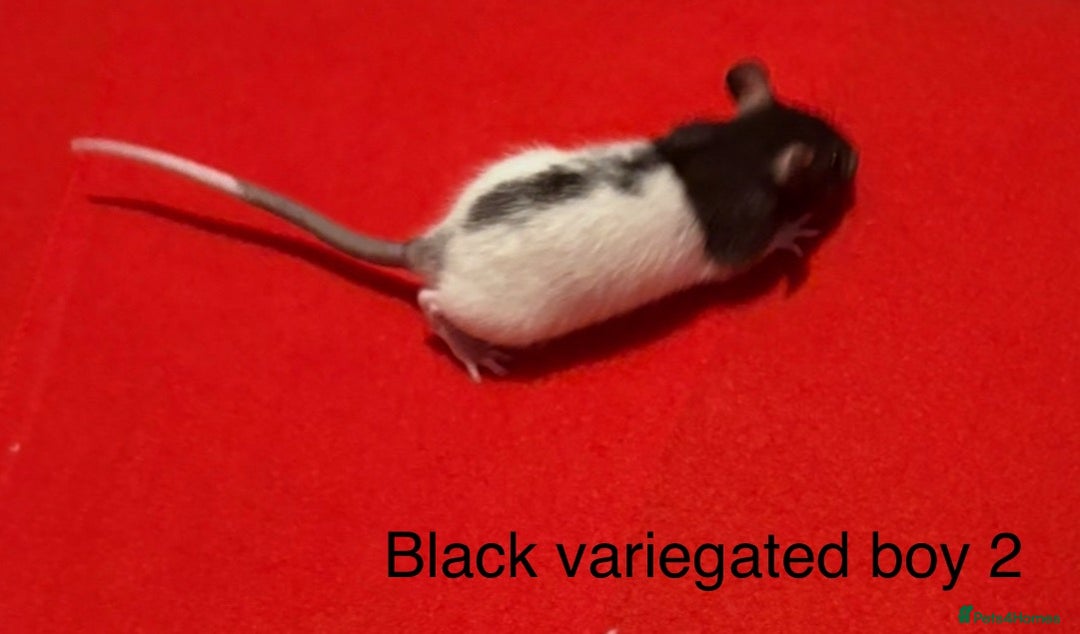 Rat rodents for sale: Baby hooded/variegated/dumbo fancy rats 🩶 - Image 14