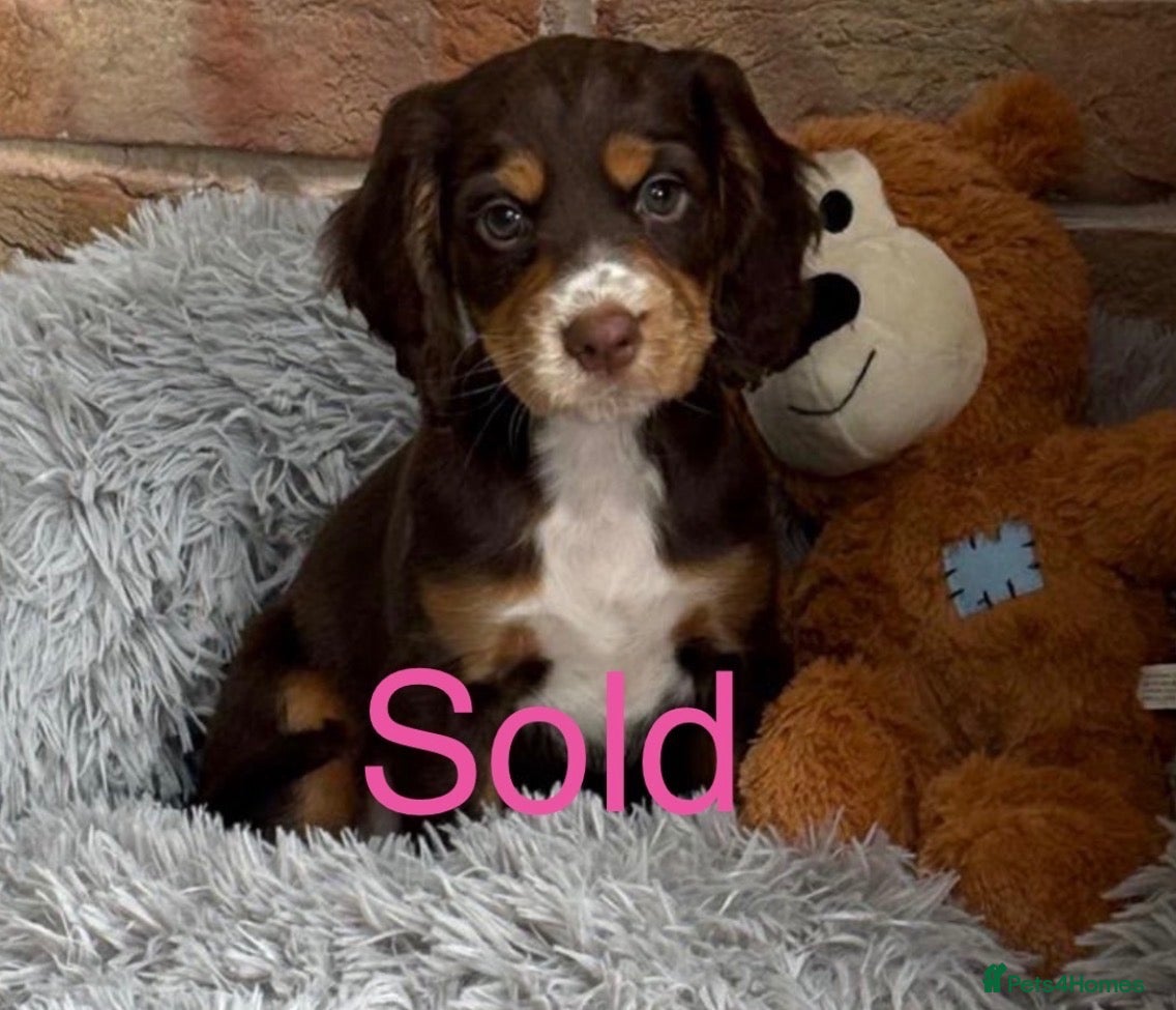 Cocker Spaniel dogs for sale: 5 star reviews cocker spaniel’s puppies 🌟🌟🌟🌟🌟 - Advert 1