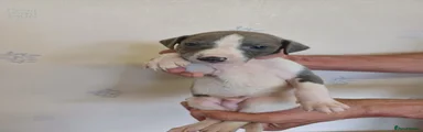 Whippet 5