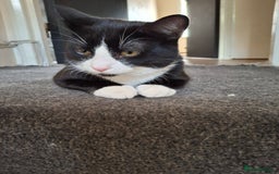 Domestic Shorthair cats for sale: 🐾 Meet Bruce Our Special, Gentle Tuxedo Boy 🖤🤍 - Image 1