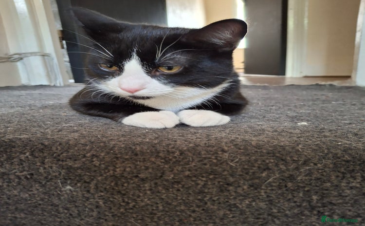 Domestic Shorthair cats - Advert 6