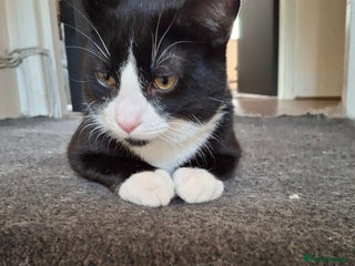 Domestic Shorthair cats - Advert 1