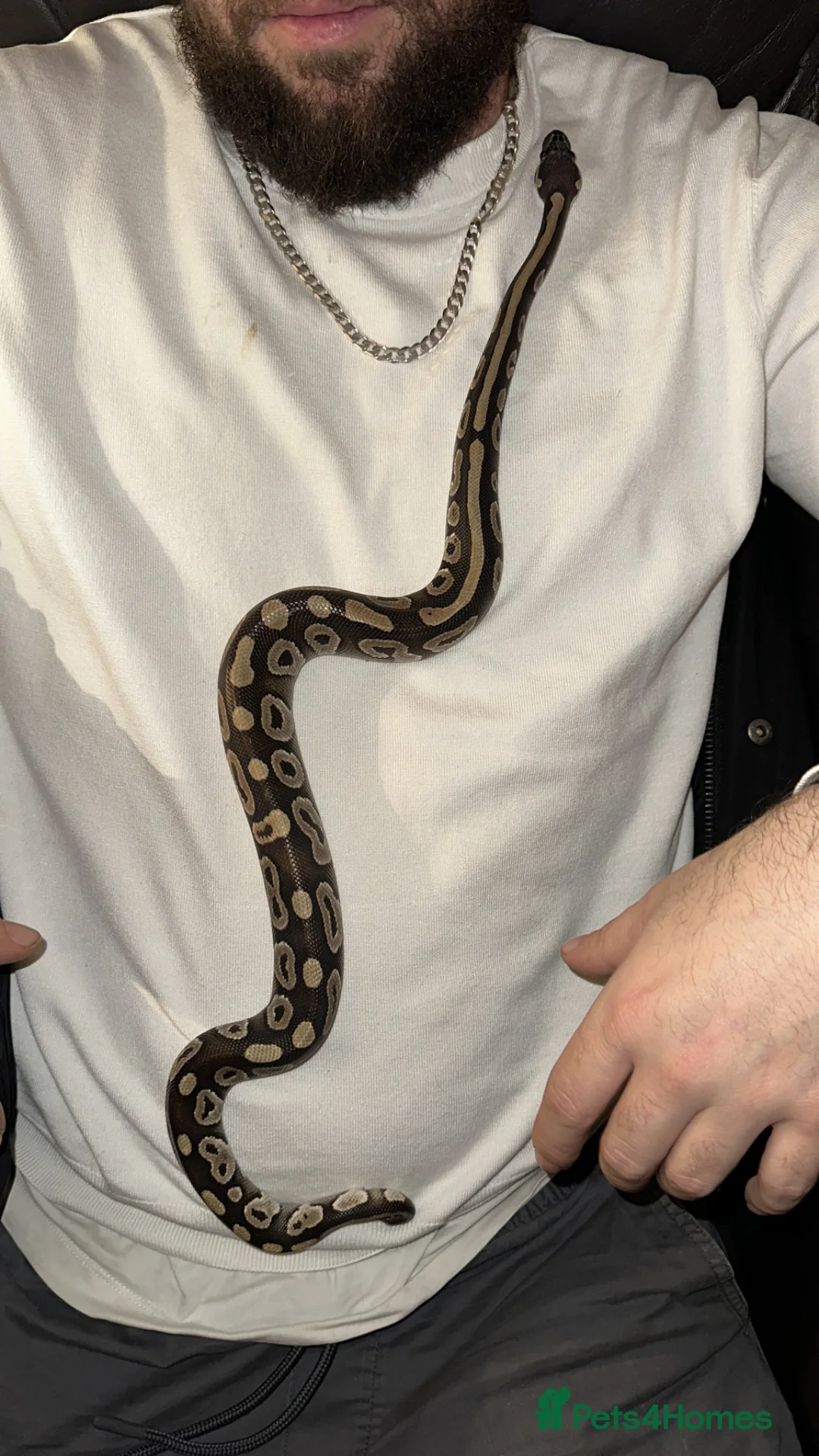 Python Snake reptiles for sale: Royal python  - Advert 1