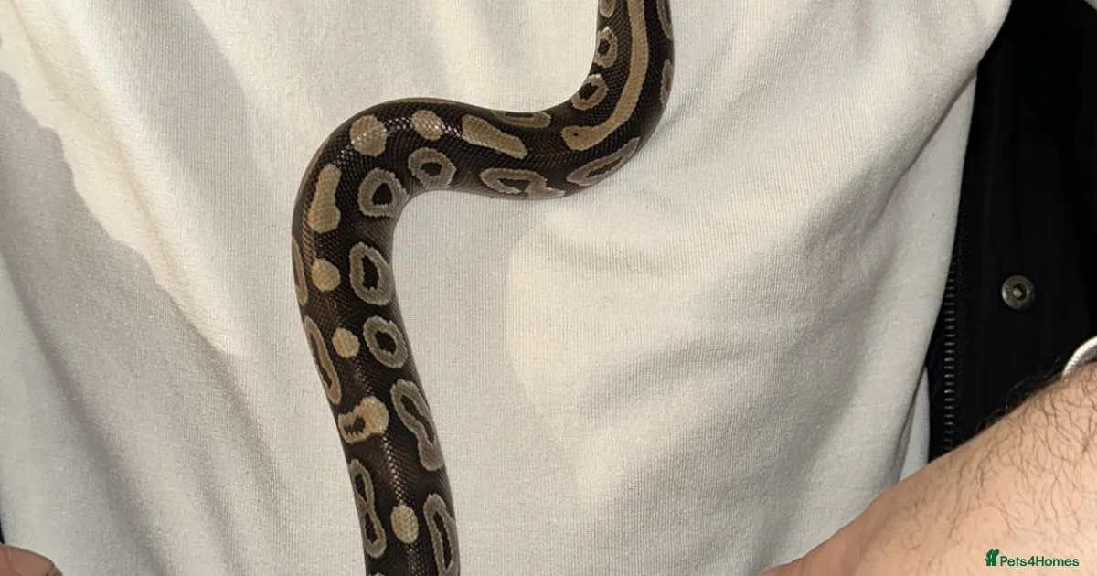 Royal python for sale in Welwyn Garden City | Pets4Homes