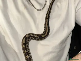 Python Snake reptiles Royal python - Advert 2