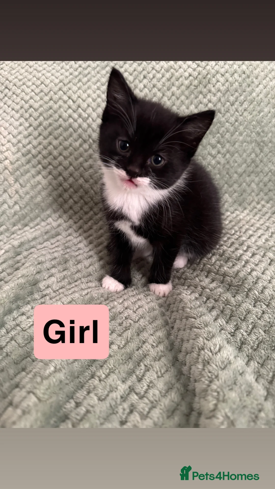 Mixed Breed cats for sale: 4 Kittens For Sale - ready to leave in London - Advert 2