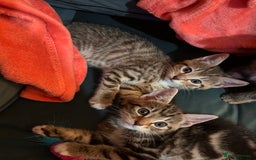 Mixed Breed cats for sale: Kittens ready to leave now  - Image 5