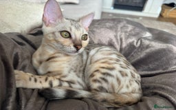 Bengal cats for sale: Female bengal 7 months  - Advert 6