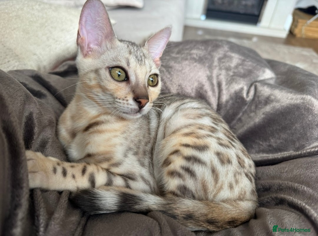 Bengal cats for sale: Female bengal 7 months  - Advert 6