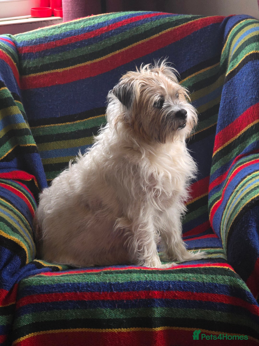 Mixed Breed dogs for sale: playfull puppies - Advert 1