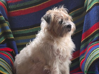 Mixed Breed dogs playfull puppies - Advert 1