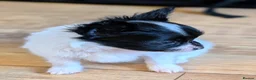 Papillon dogs for sale: Small Papillon Boy Puppy  - Advert 3