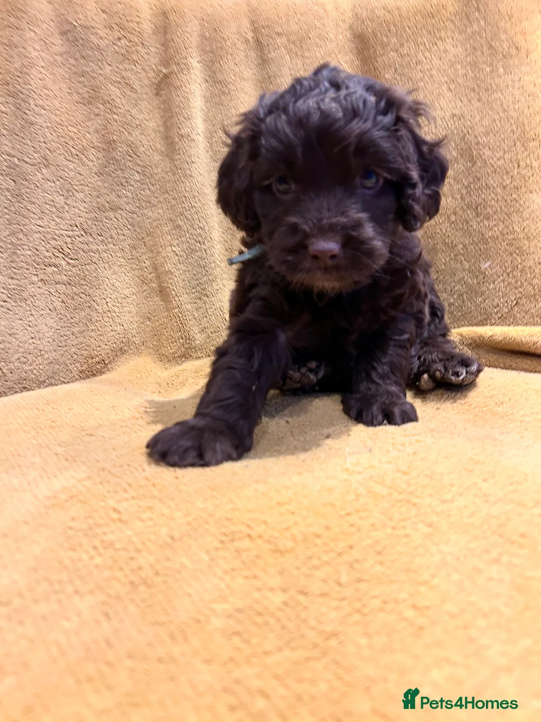 Cockapoo dogs for sale: Beautiful Cockerpoo’s in Macclesfield - Advert 12