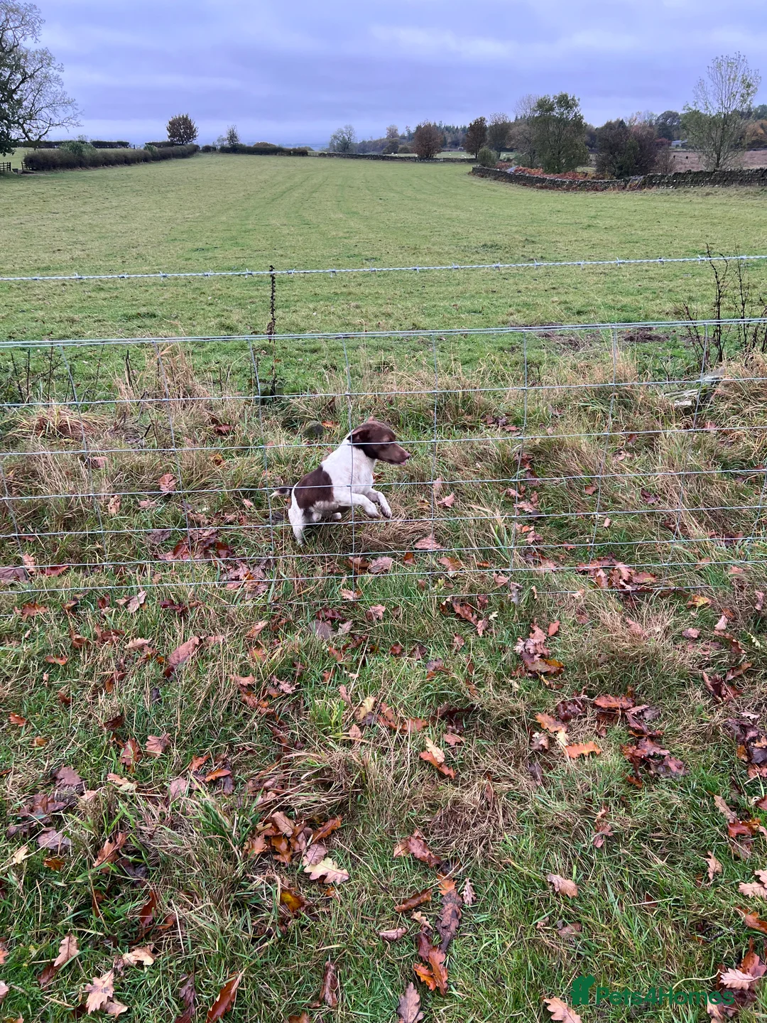 Jack Russell dogs for stud: Miniature jack Russell  in Leeds - Advert 8