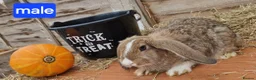 Mixed Breed rabbits for sale: Stunning bunnies 🐰  - Advert 7
