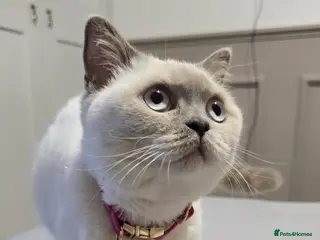 British Shorthair cats Beautiful Lilac/Grey BSH Female Kitten - Advert 1