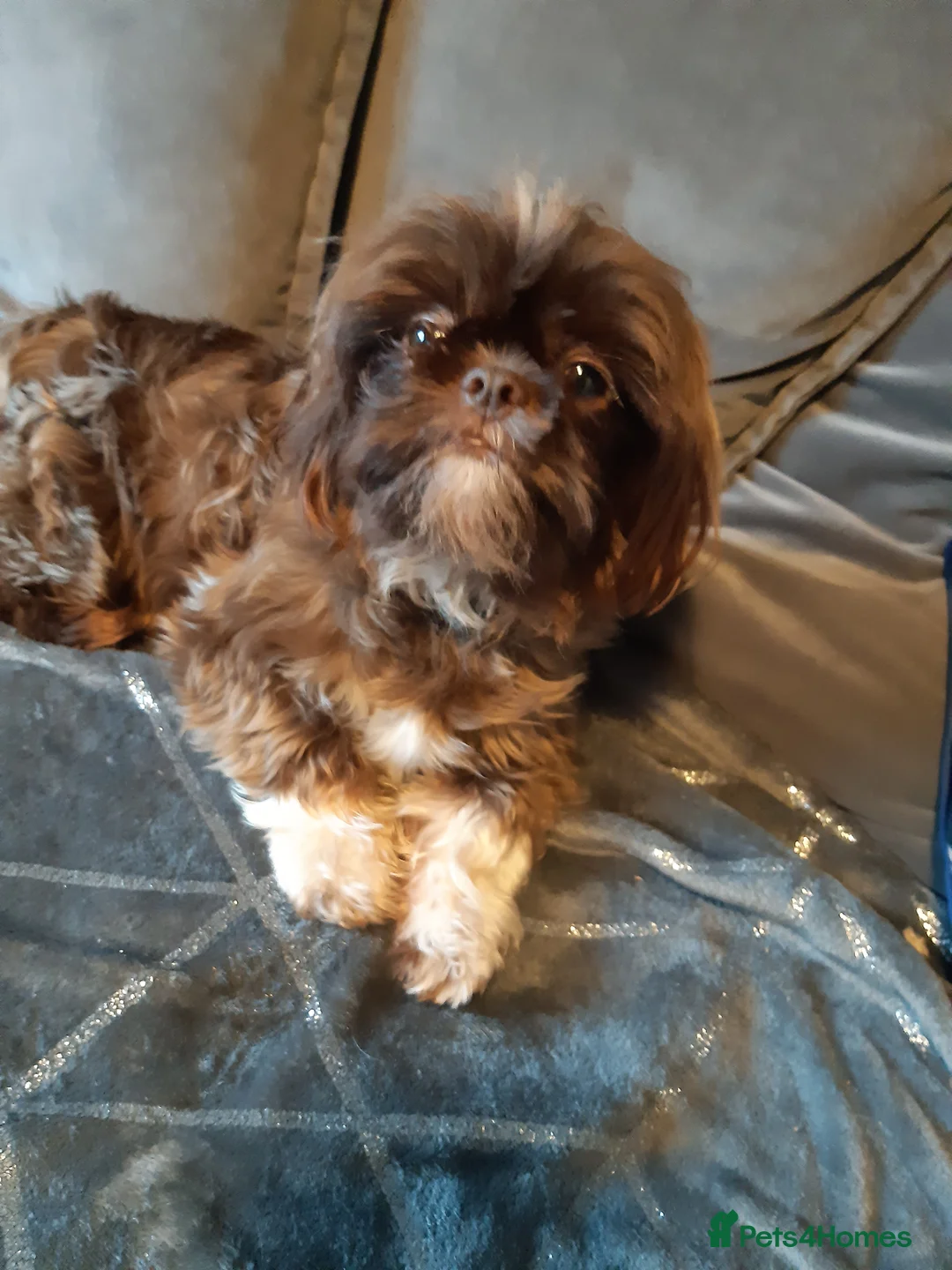 Shih Tzu dogs for stud:  imperial studs both proven  in Bolton - Advert 13