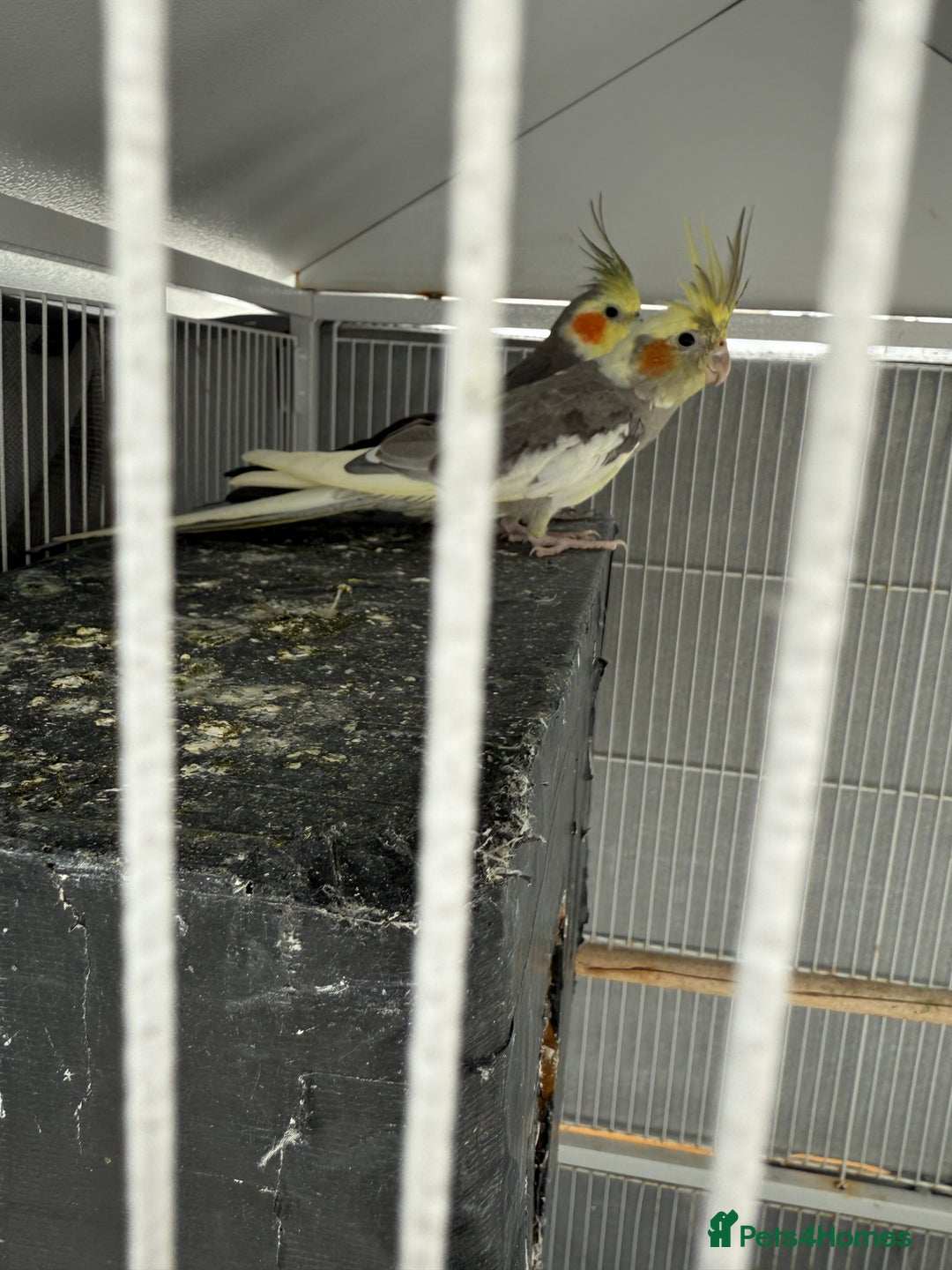 Cockatiels birds for sale: Cocktail for sale - Image 2
