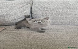 British Shorthair cats for sale: PEDIGREE BRITISH SHORTHAIR KITTENS - Image 1