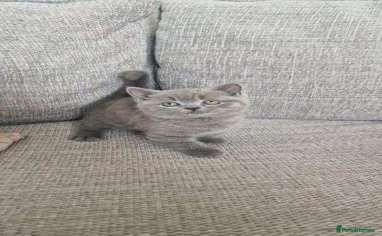 British Shorthair cats - Advert 2
