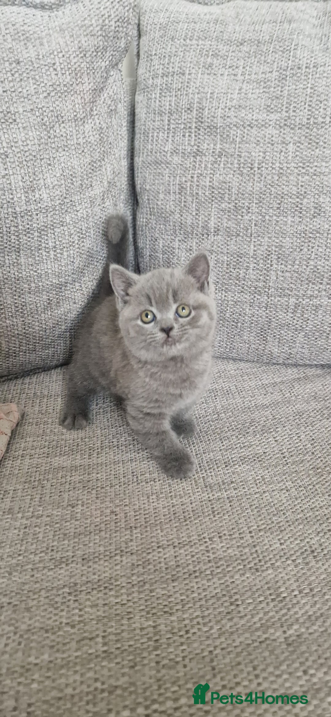 British Shorthair cats for sale: PEDIGREE BRITISH SHORTHAIR KITTENS - Image 1