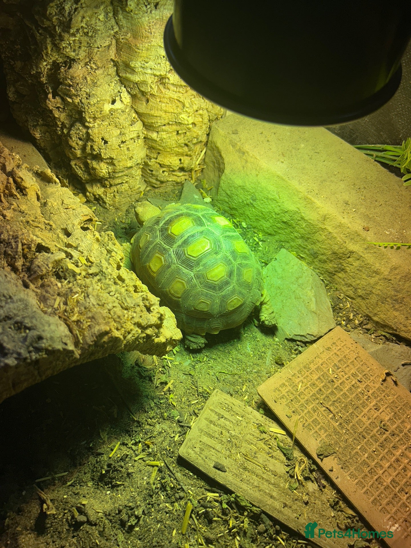 Tortoise reptiles Salcuta tortoise male - Advert 10