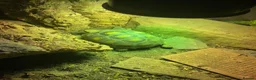 Tortoise reptiles for sale: Salcuta tortoise male - Advert 1