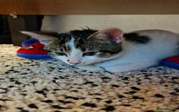 British Shorthair cats for sale: Neutered male cat who loves the outdoors - Image 3