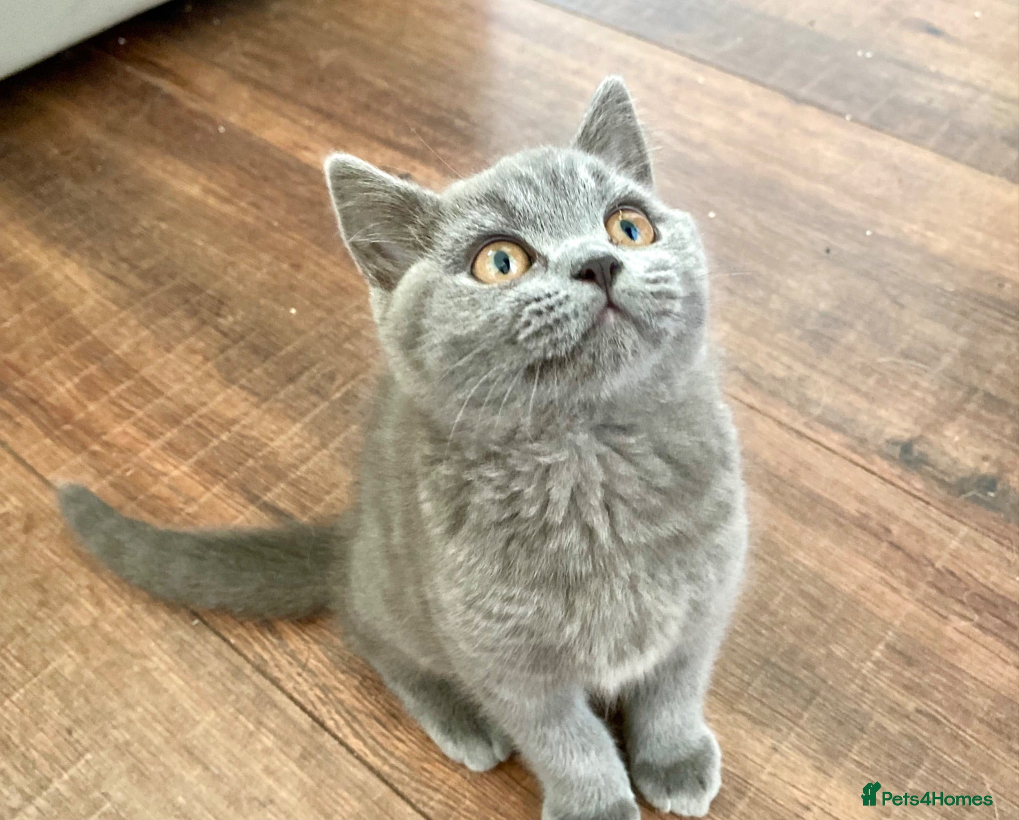 British Shorthair cats Pure British shorthair kittens Genetically tested - Advert 7