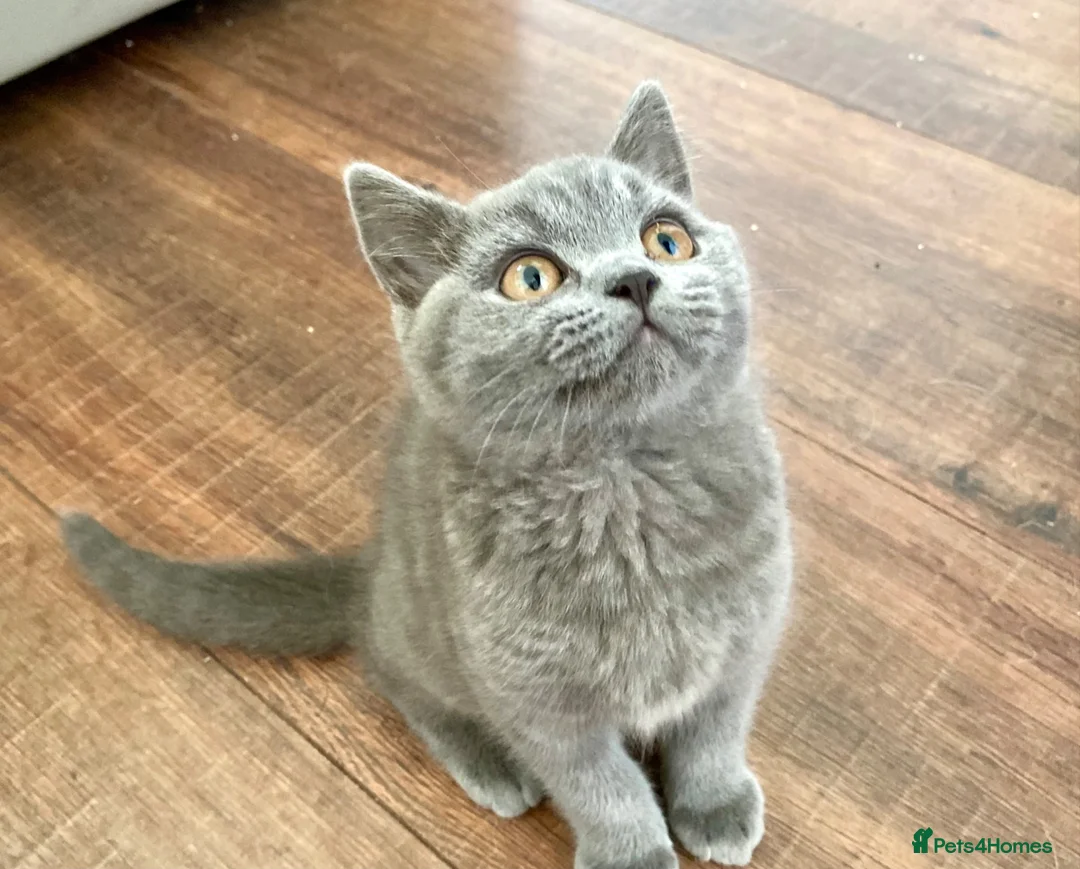 British Shorthair cats for sale: Pure British shorthair kittens Genetically tested - Advert 1