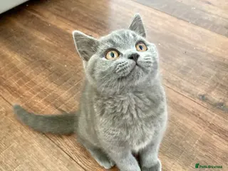 British Shorthair cats Pure British shorthair kittens Genetically tested - Advert 7
