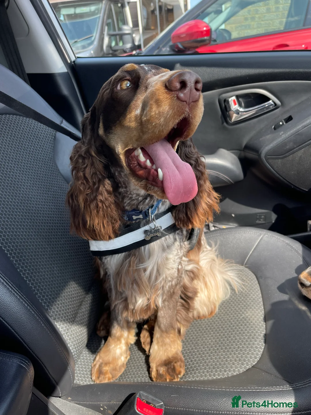 Cocker Spaniel dogs for stud: Beautiful show chocolate roan & tan dog for stud  in March - Advert 5