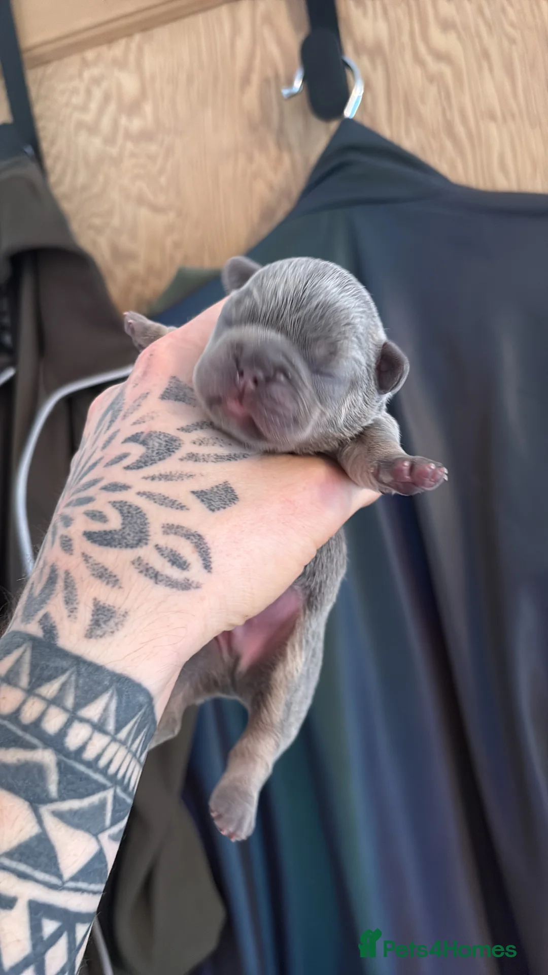 French Bulldog dogs for sale: HIGHLY HEALTH TESTED FRENCHIE PUPS - Advert 16