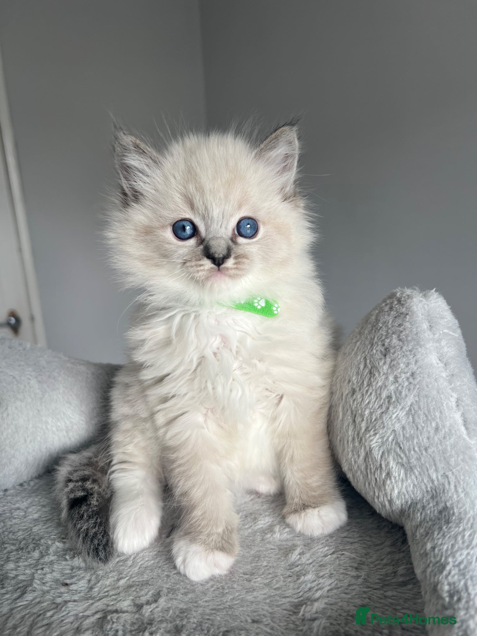 Ragdoll cats GCCF ragdoll kittens for sale - Advert 4