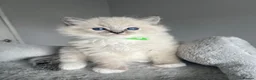 Ragdoll cats for sale: GCCF ragdoll kittens for sale - Advert 27