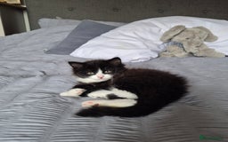 Ragdoll cats for sale: Gorgeous part ragdolls looking for loving homes! - Image 14