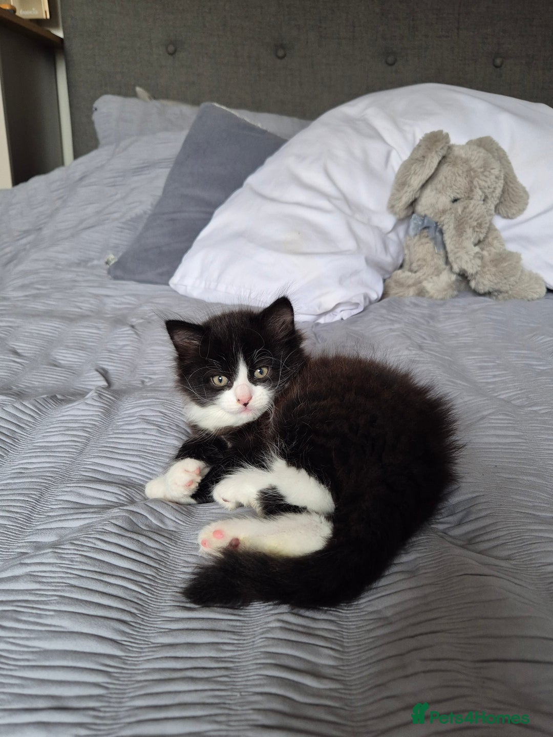 Ragdoll cats for sale: Gorgeous part ragdolls looking for loving homes! - Image 14