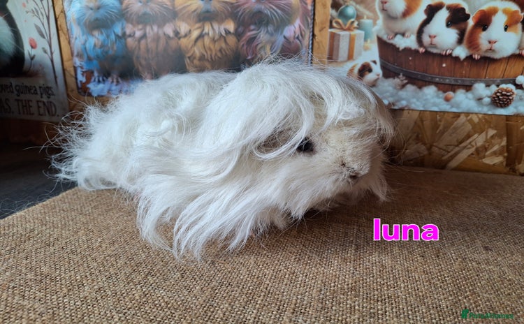 Guinea Pig rodents - Advert 3
