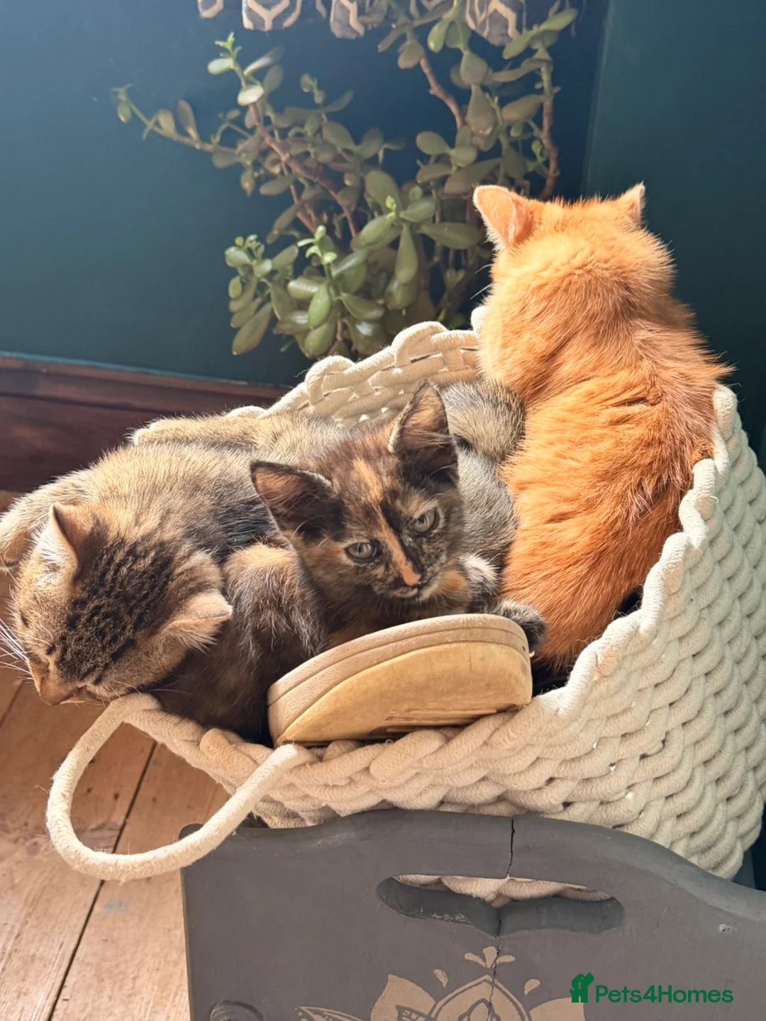 Mixed Breed cats for sale: Kittens  in Shepton Mallet - Advert 6
