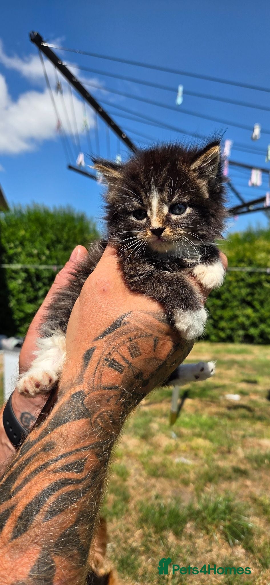 Maine Coon cats Stunning Full Maine Coon Kittens - Advert 5