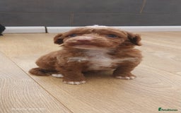Cockapoo dogs for sale: ** BEAUTIFUL LITTER OF COCKAPOOS ** - Image 25
