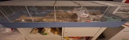 Hamster rodents for sale: Female Syrian hamster in Worksop - Advert 7