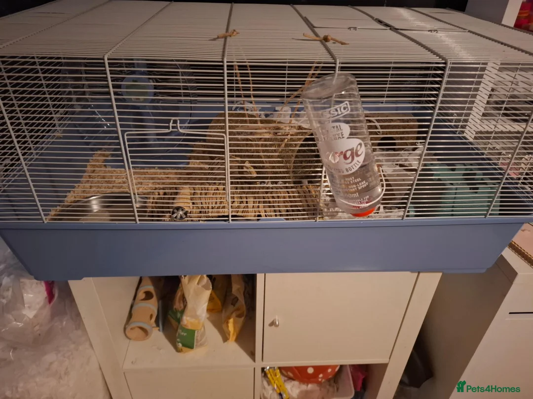 Hamster rodents for sale: Female Syrian hamster in Worksop - Advert 7