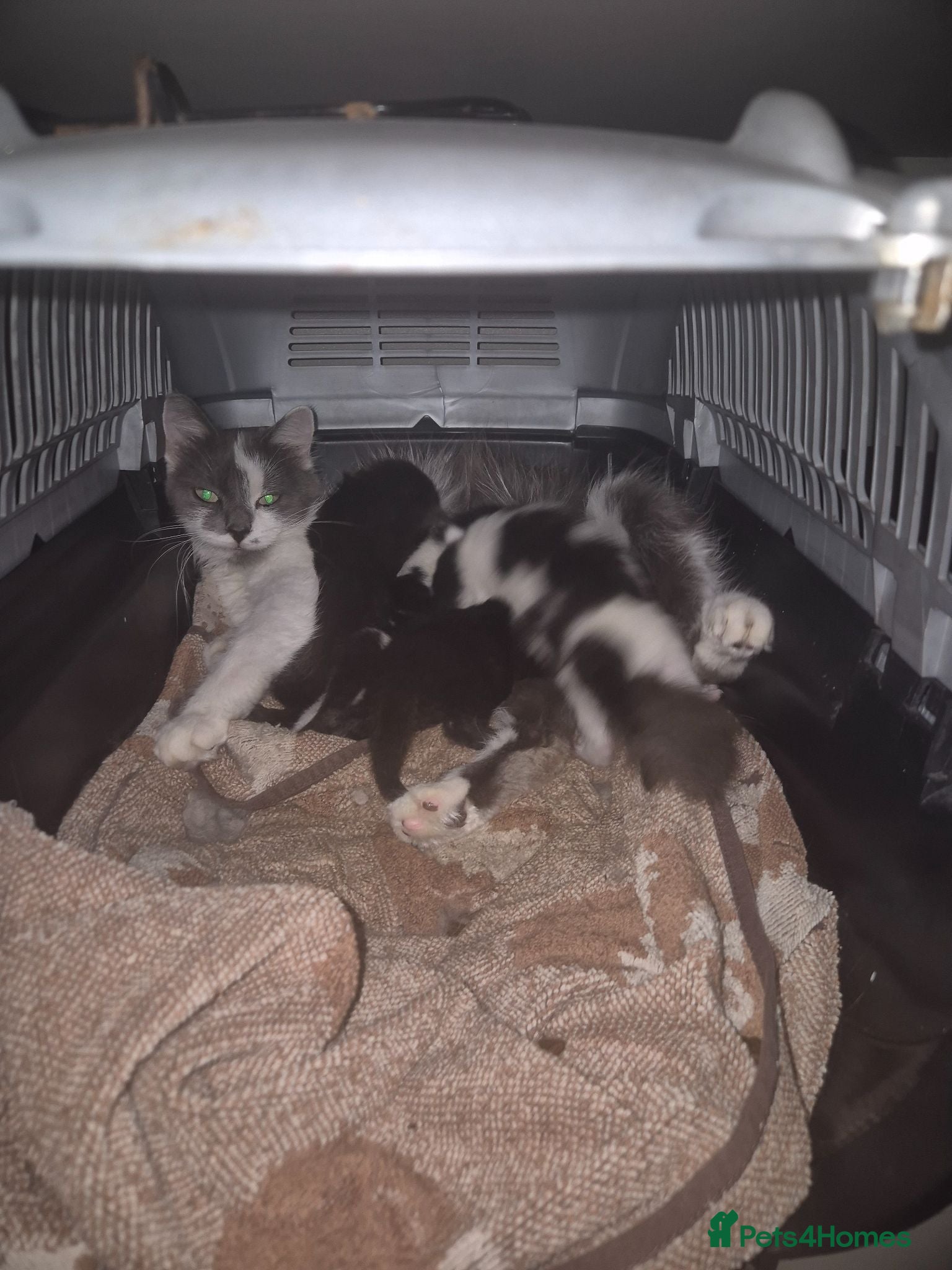 Mixed Breed cats Beautiful Kittens - Advert 1