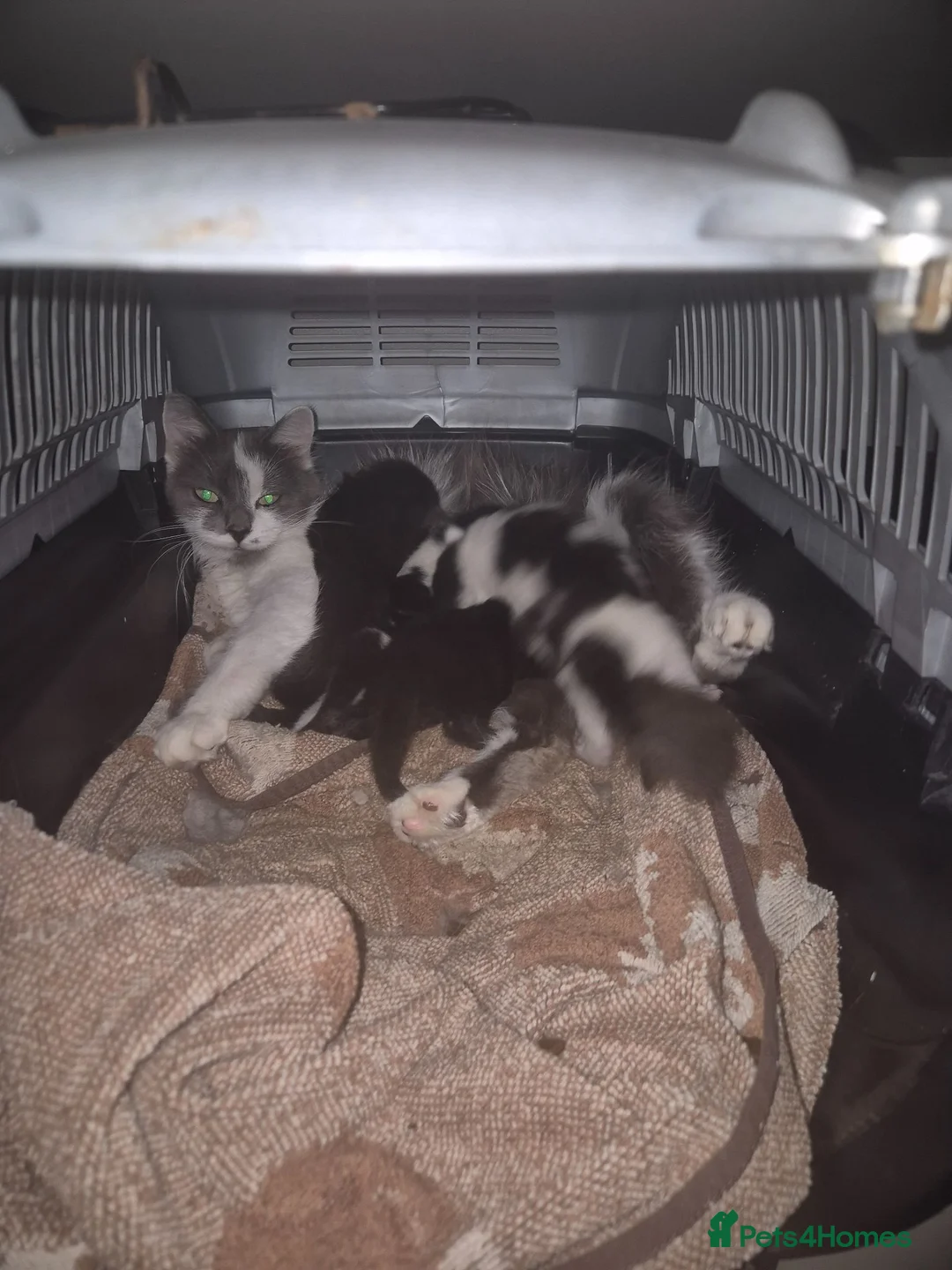 Mixed Breed cats for sale: Beautiful Kittens - Advert 1