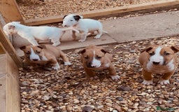 English Bull Terrier dogs for sale: Mr Chris Robinson  - Image 1