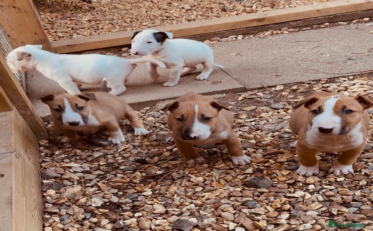 English Bull Terrier dogs - Advert 1