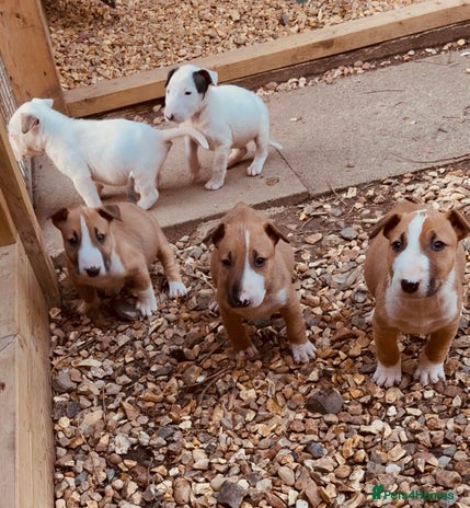 English Bull Terrier dogs - Advert 2