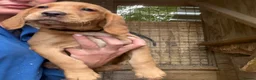 Cockerdor dogs for sale: Ready to go, Friendly Cockerdor pups 🤎 - Advert 12